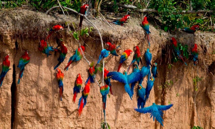 COLLPA DE GUACAMAYOS DE 5 DIAS