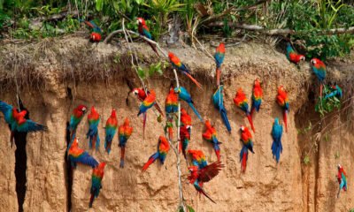 Tour Collpa de Guacamayos chuncho 2 días 1 noche