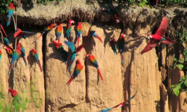 Aventura collpa de loros en el lago Sandoval