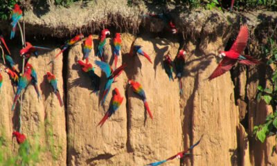 Aventura collpa de loros en el lago Sandoval