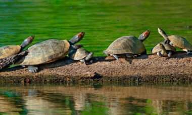 Tambopata Tour 3 días y 2 noches