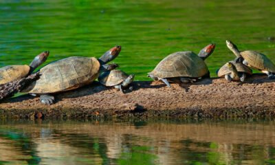 Tambopata Tour 3 días y 2 noches